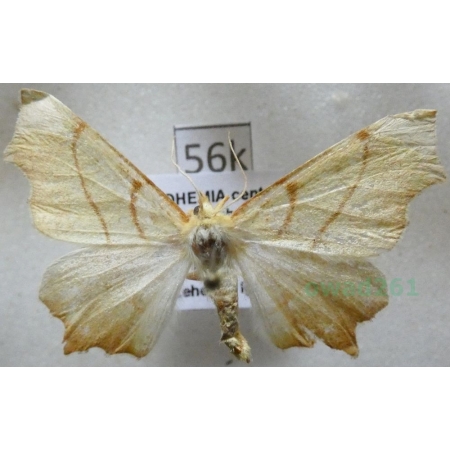 Ennomos erosaria (Denis & Schiffermüller, 1775) male Latalec gruszak Czech56k